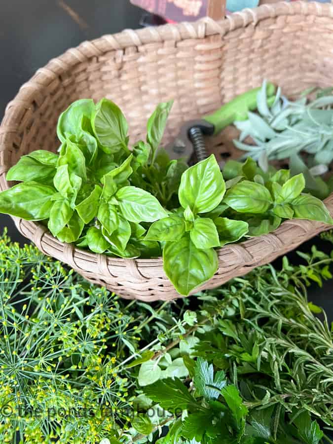 Basil in a basket of fresh herbs