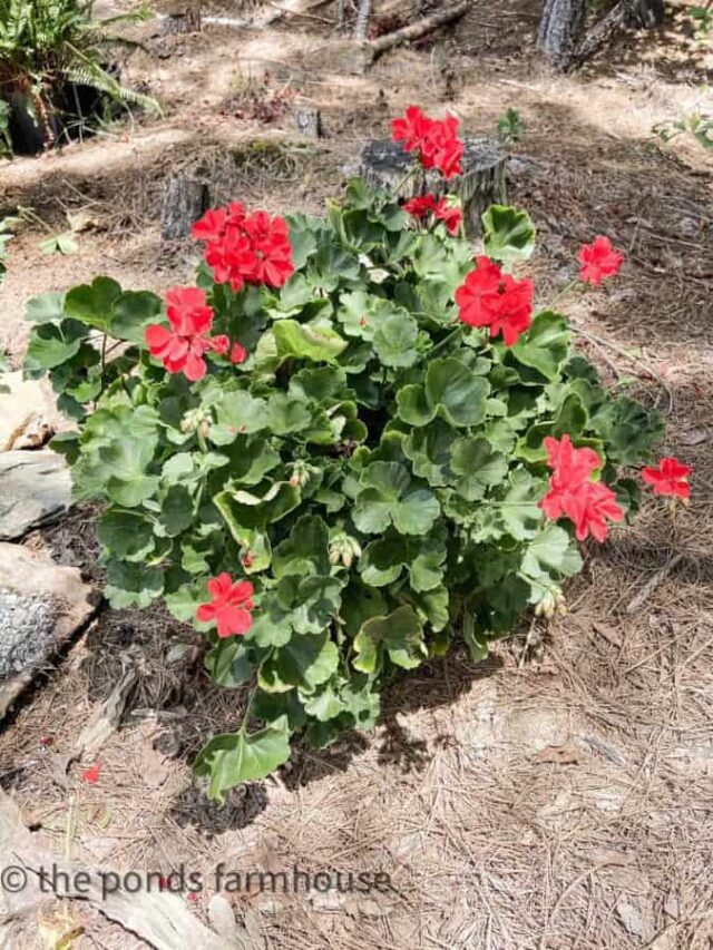 red geraniums - how to save geraniums and ferns overwinter successfully.