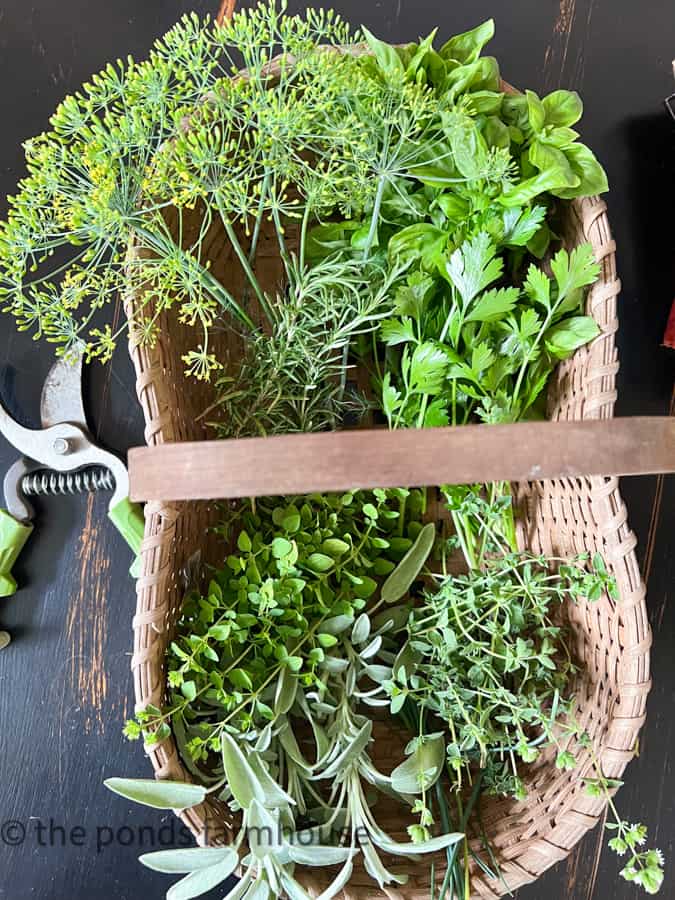 Fresh Herbs in a Basket - Dill, parsley, basil, thyme, rosemary, sage, oregano, chives. 