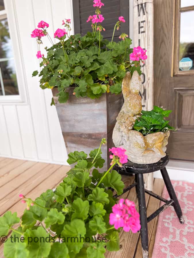 DIY faux galvanized planters with pink geraniums on front porch with vintage concrete bunny planter.