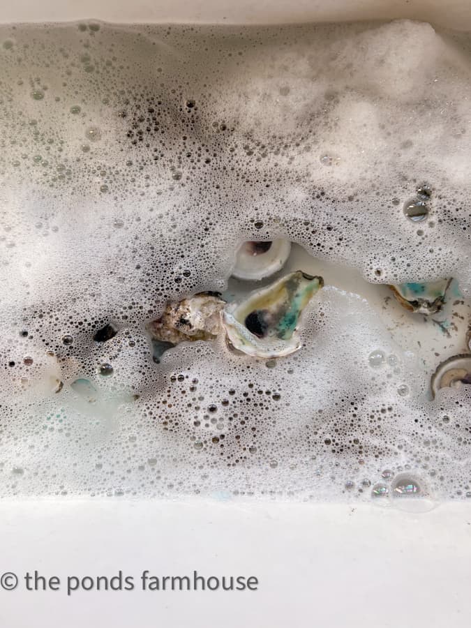 Wash Oyster Shells to remove any residue of food from the shells.