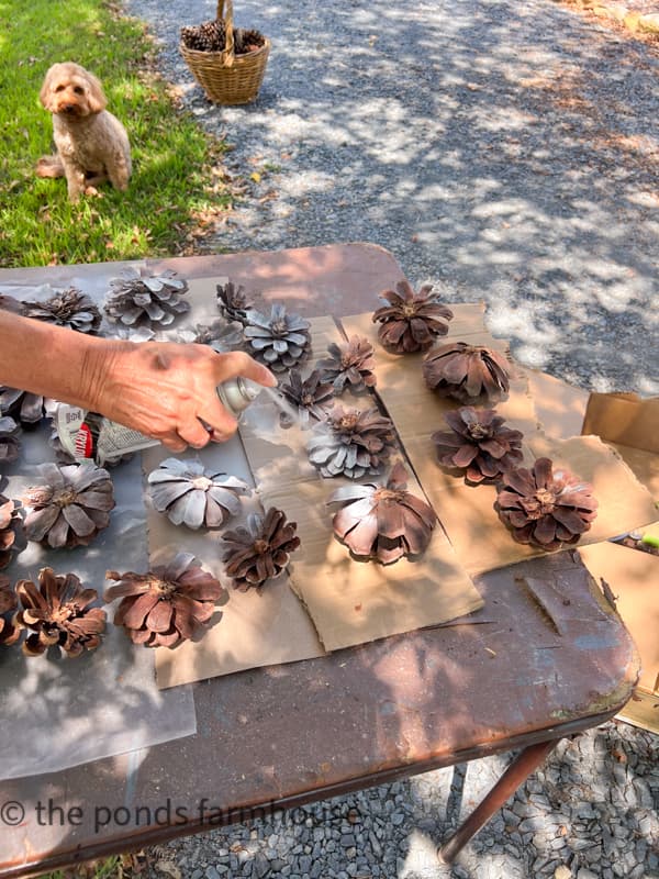 Spray Paint Pinecones with white paint to make a DIY Pinecone Wreath