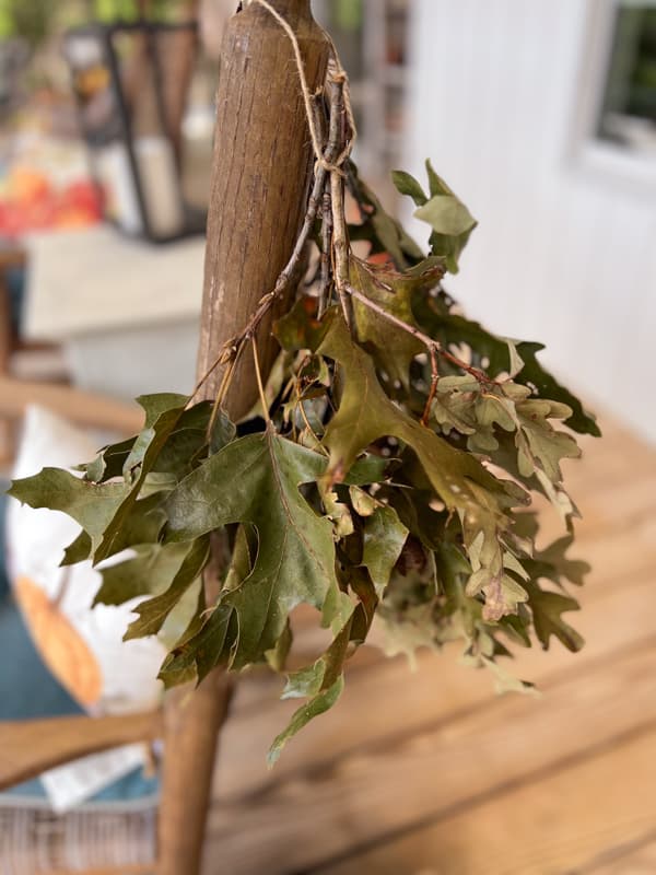 Hang oak leaves to dry for fall projects