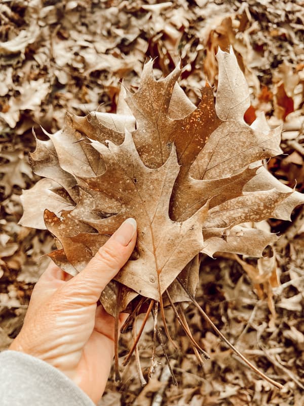 Foraged Oak Leaves to make a fall leaf decoration for cheap