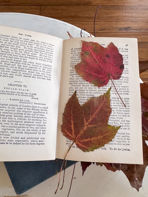 Press fall maple leaves in an old book to keep them flat and dried.