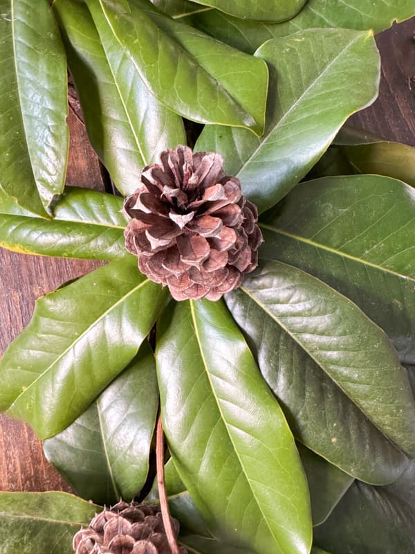 Foam a flower shape with the Fresh magnolia leaves and add a pinecone to the center to make a Deer Antlers Christmas wreath 