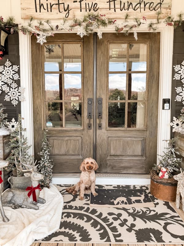 Rudy, mini golden doodle on Farmhouse Country Front Porch decorated for Christmas with reindeer.