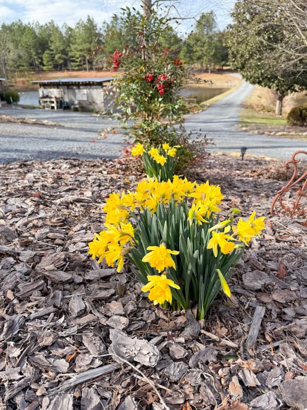 February Daffodils in Bloom