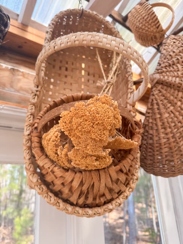 Dried yarrow hanging in a hand crafted vintage basket in greenhouse.  