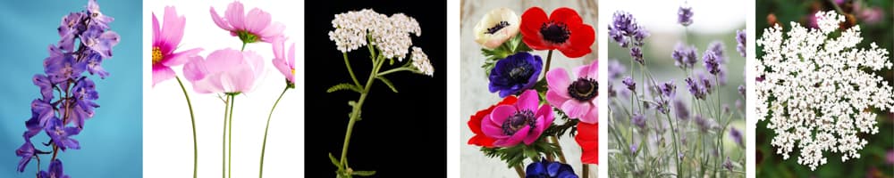 Image of flowers that a best for using a flower press. 