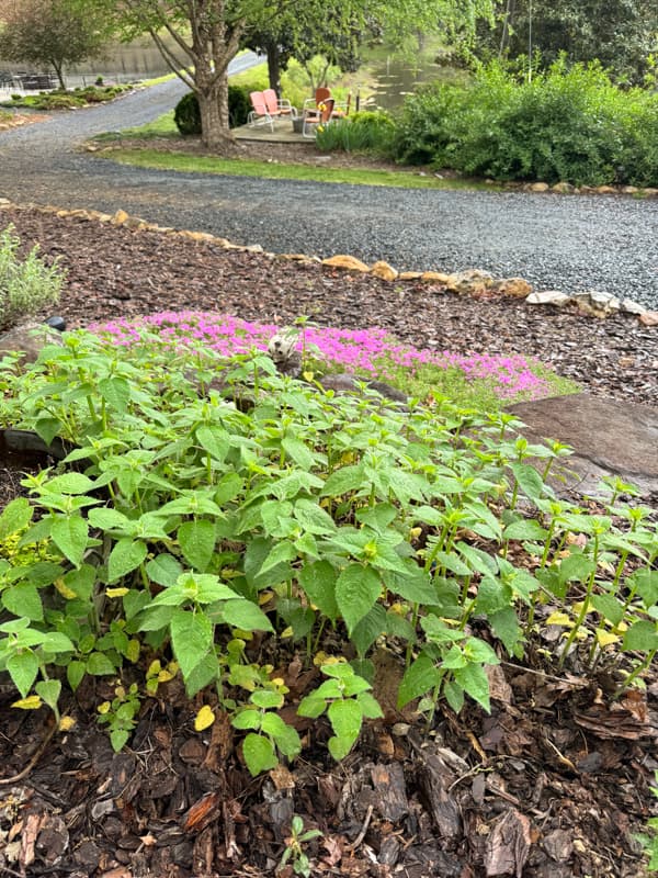 Bee's Balm plants 