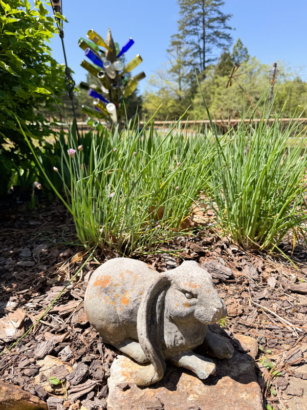 Garden statuary bunny beside blooming chives and old bottle tree.