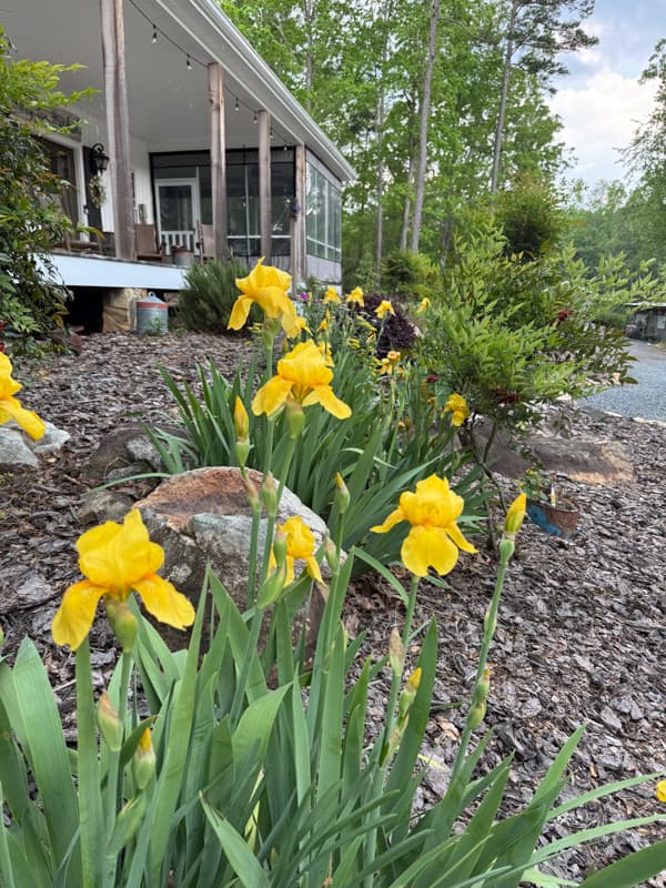 Iris in bloom for Dirt Road Adventures on Sunday.