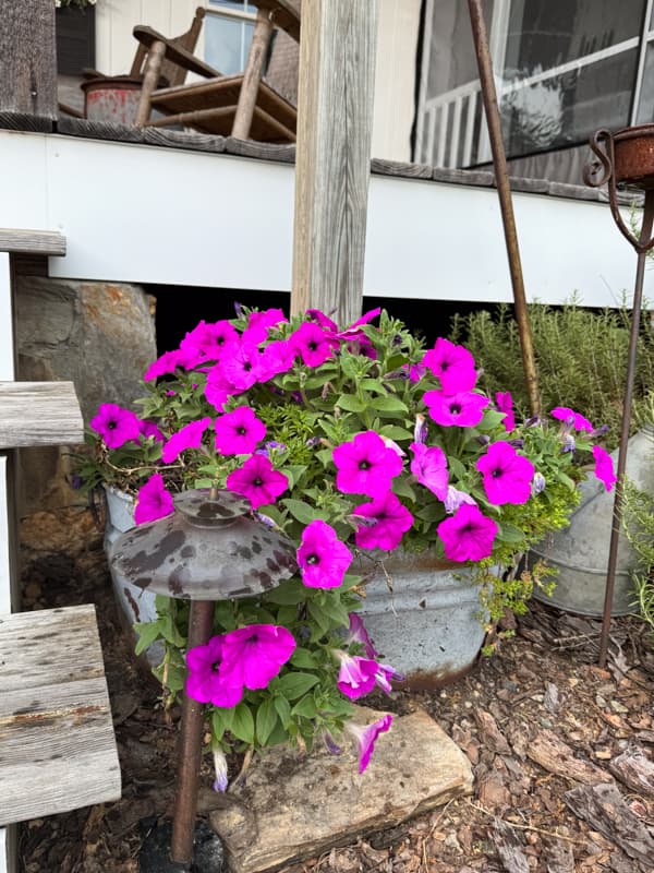 Petunias in a galvanized tub by the front porch steps.  