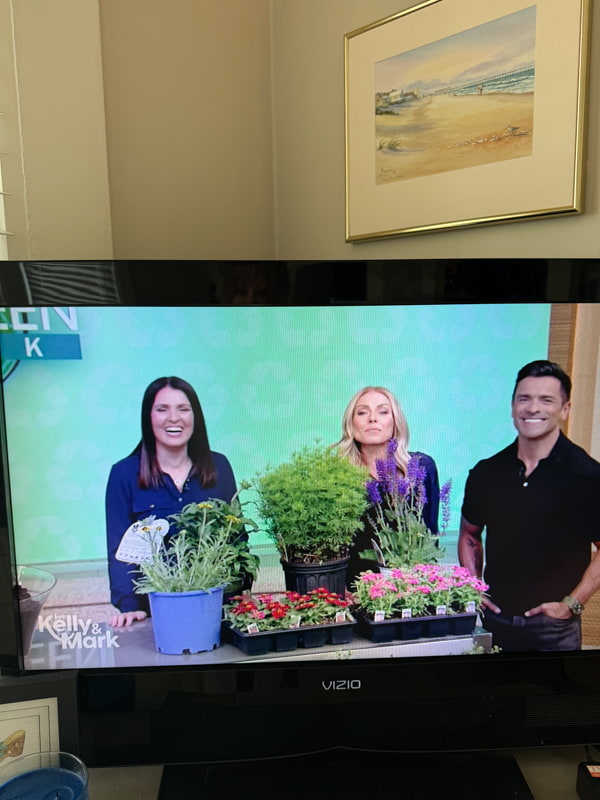 Stacy Ling appearing on Kelly and Mark 