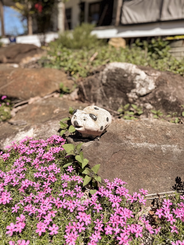 Thrifted concrete pig from Carolinas Picker's Festival on a rock in garden landscape.