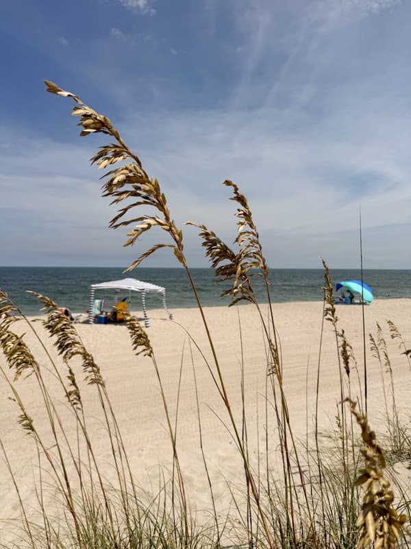 Sea Oats on the beach
