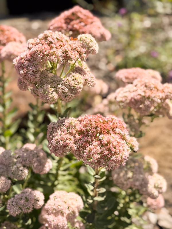 sedum autumn joy plant in landscape.