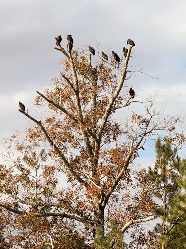 creepy buzzards in a tree