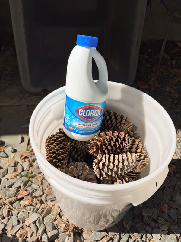 Bleach, bucket and pinecones
