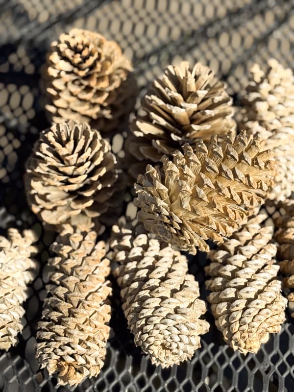 Bleached pinecones after drying
