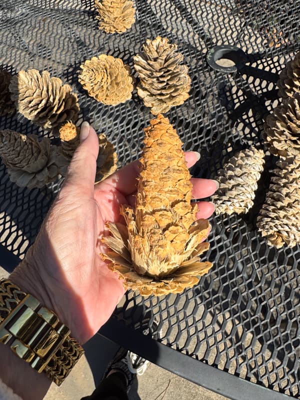 Pinecone that was damaged in bleaching process