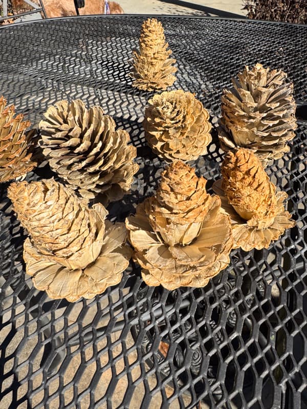 pinecones that were damaged during bleaching