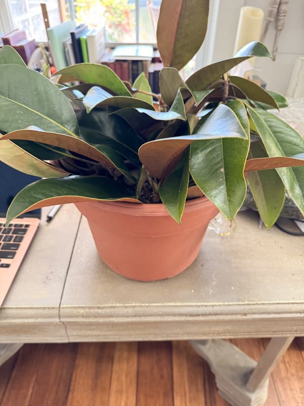 filling empty flower pot with real magnolia stems 
