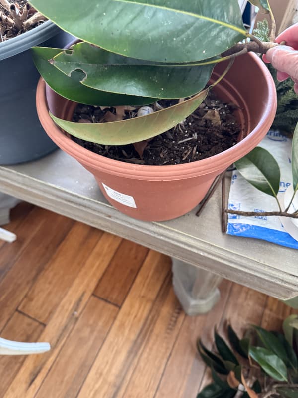 Empty flower pot with soil