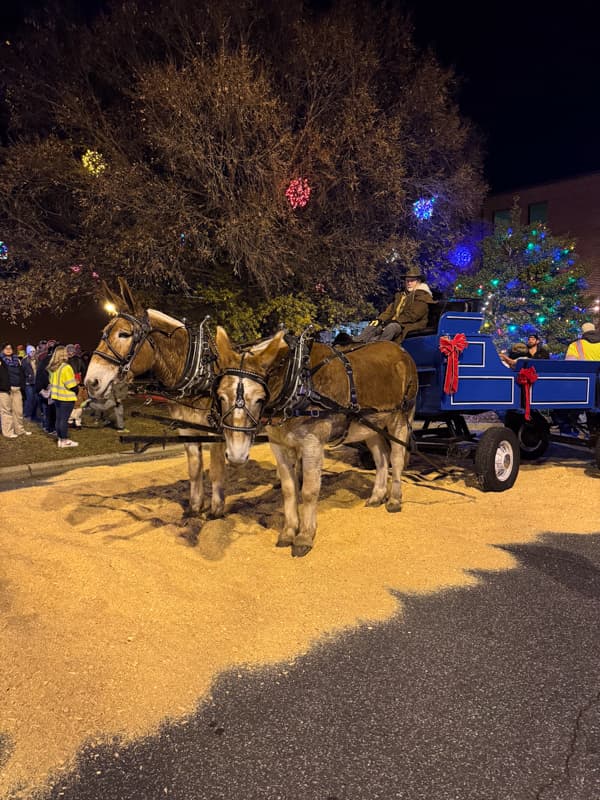 mules for carriage rides at Christmas on Sunset