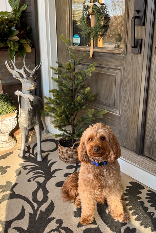 Rudy at front door decorated for Christmas 