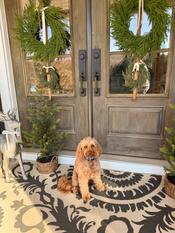 Rudy on Front porch decorated for Christmas 2025