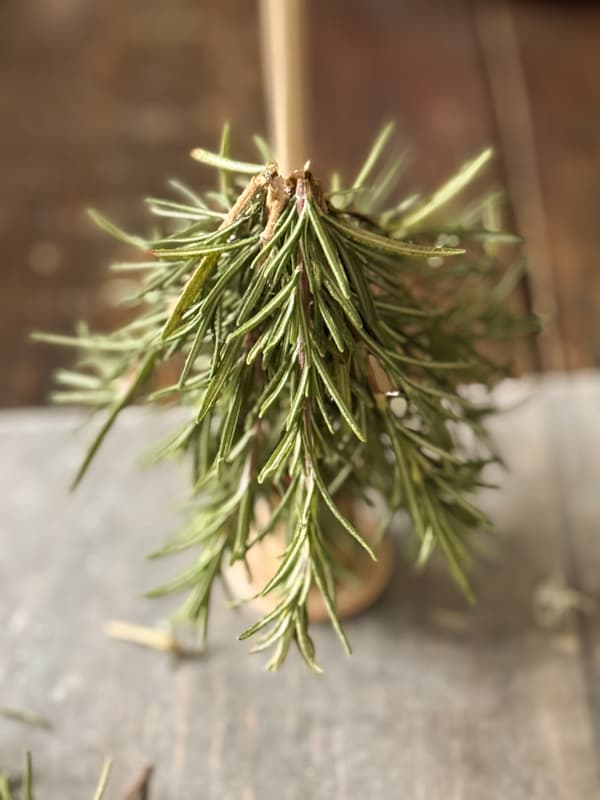 rosemary stems added to dowel rod until it's full.  