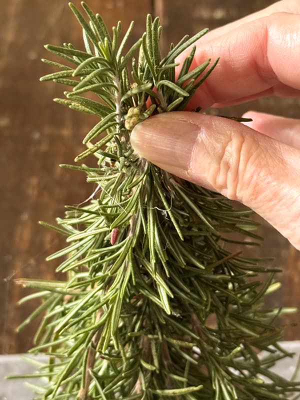 add rosemary sprigs to the top of the tree