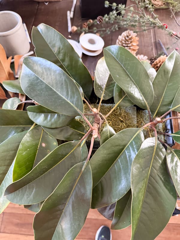 adding first layer of magnolia stems to planter