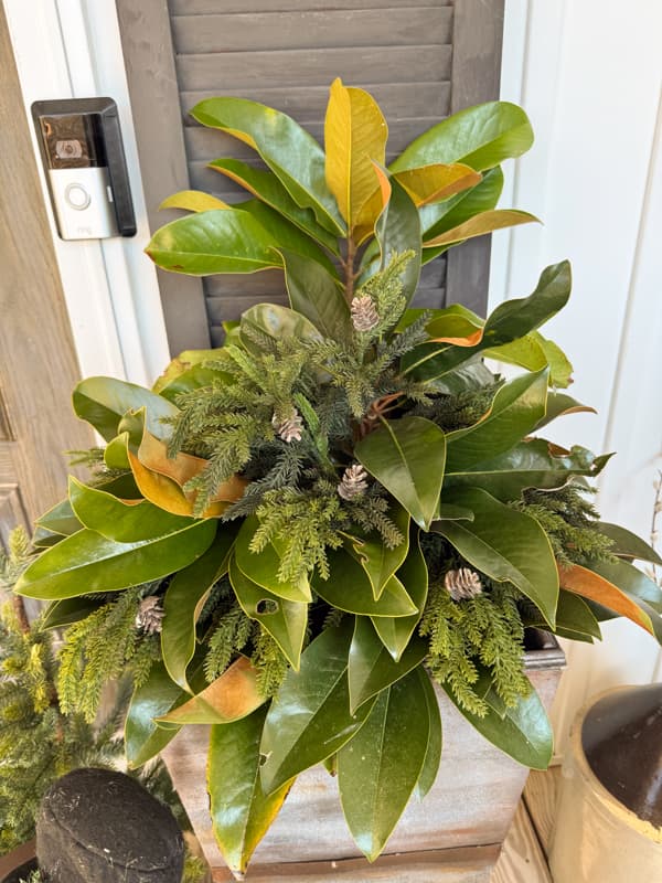 planters with fresh magnolia and faux pine stems for Christmas 2025