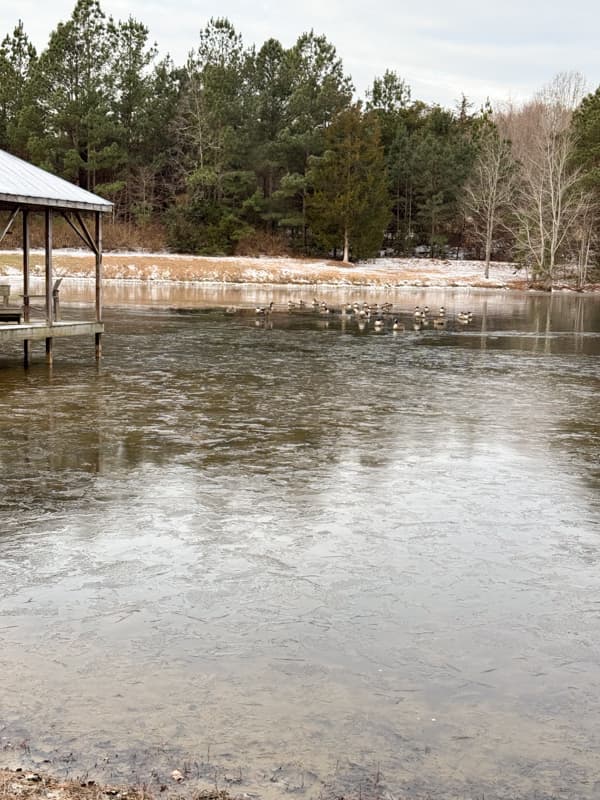 frozen pond with geese