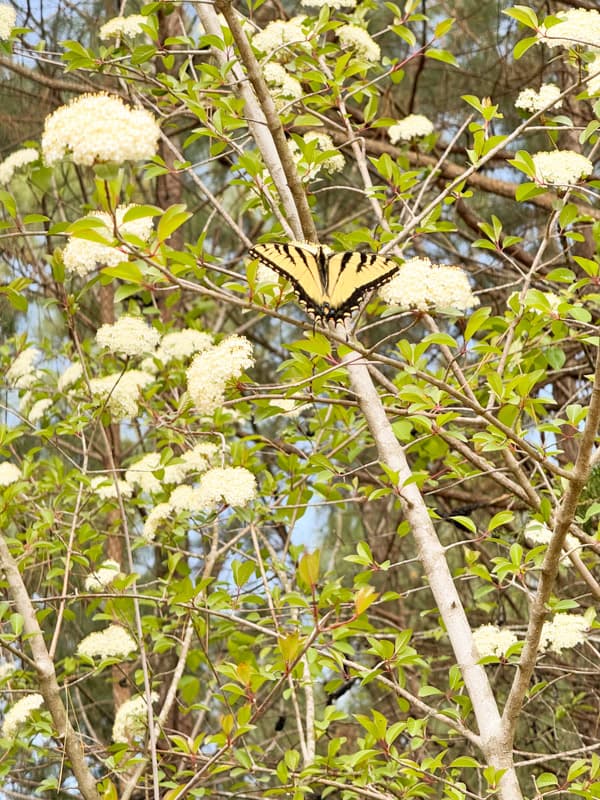 Butterfly intree withwhite blooms