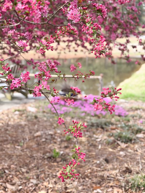 Crabapple Tree in Bloom at the Ponds