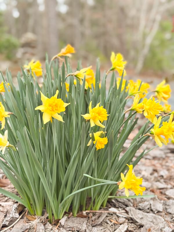 Daffodils in bloom at the Ponds