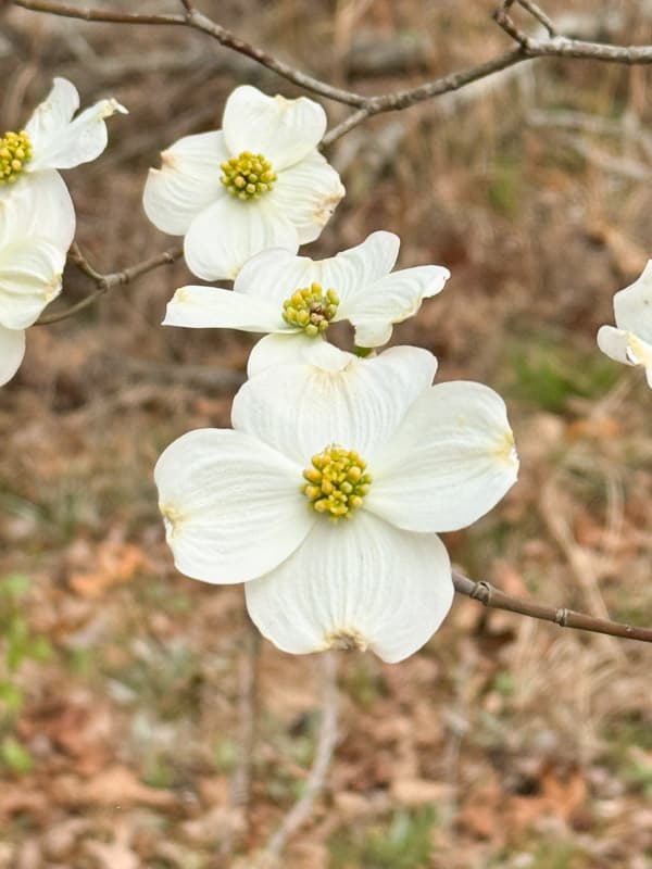 dogwood bloom