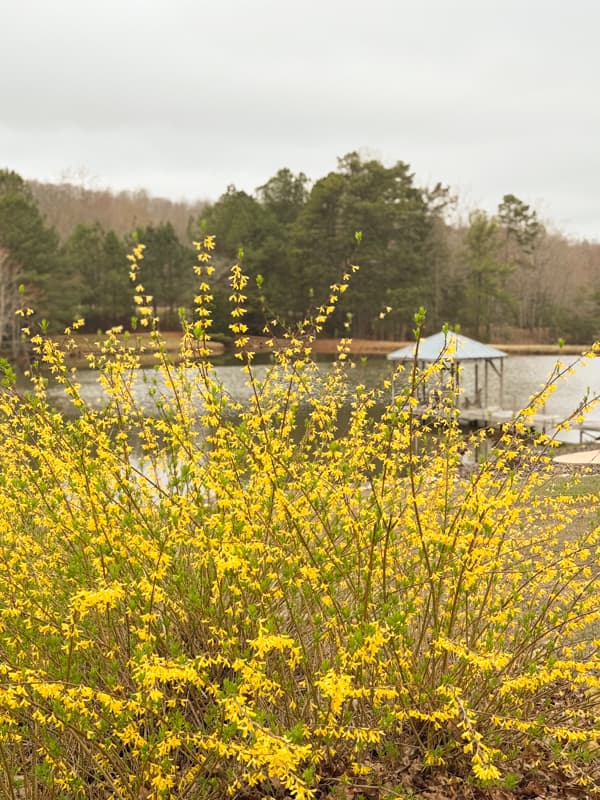 Forysthia in bloom at the Ponds