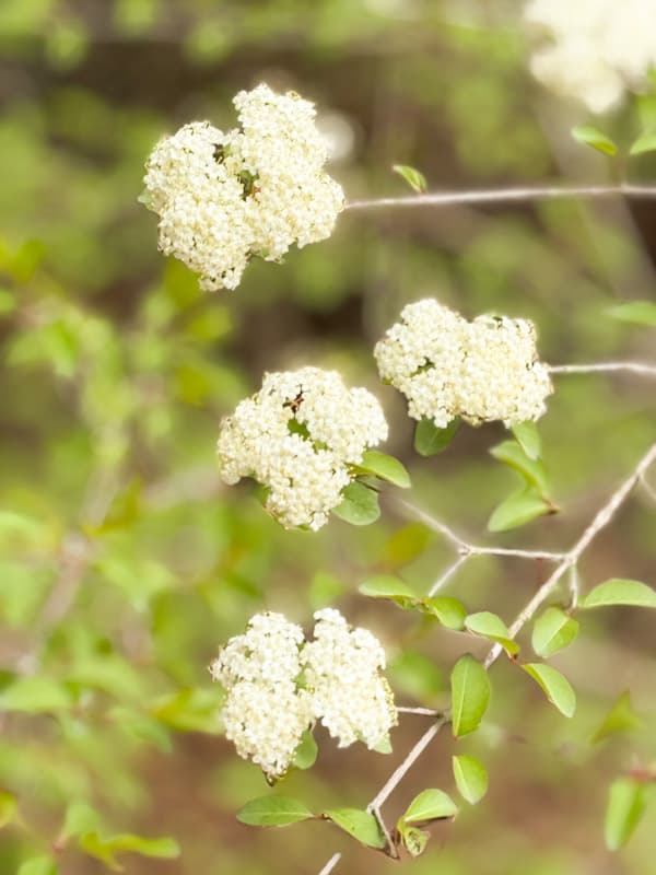 flower in bloom white