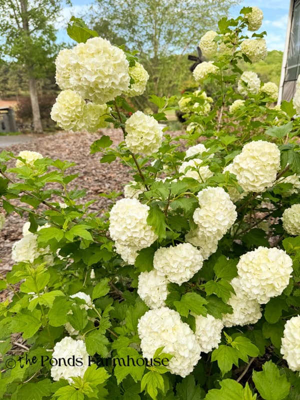 snowball bush in full boom at The Ponds Farmhouse