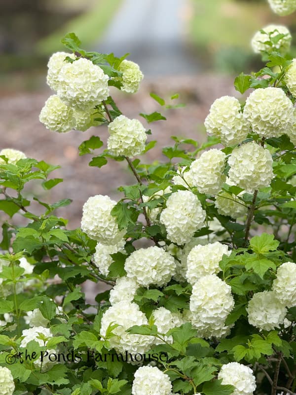 snowball bush in full boom at The Ponds Farmhouse