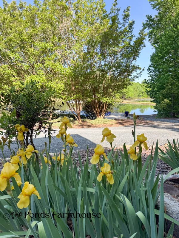 Yellow Iris blooms at Ponds Farmhouse