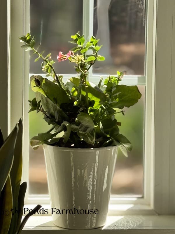 blooming greenery plant in farmhouse kitchen windowsill