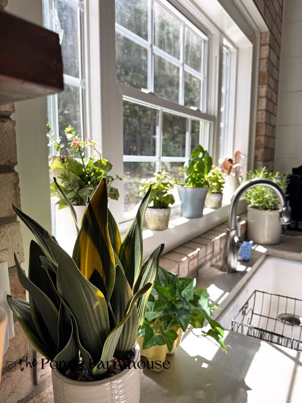 farmhouse windowsill filled with herb plants in vintage containers