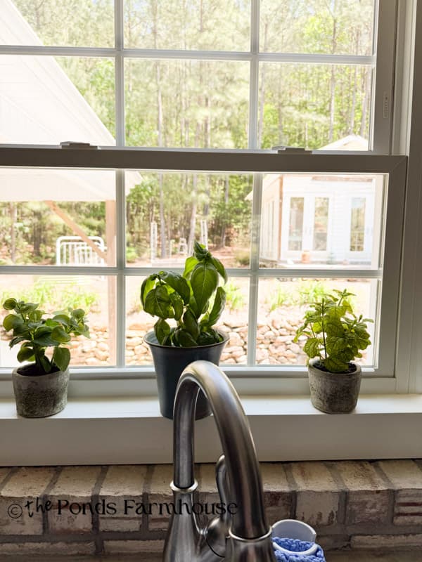 herbs in kitchen window with view of greenhouse 