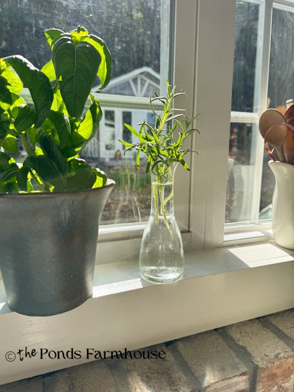 rosemary cutting in clear vase with water to root on windowsill